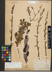 Foto von Salix starkeana Willd.